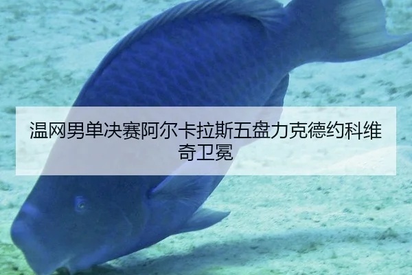 温网男单决赛阿尔卡拉斯五盘力克德约科维奇卫冕